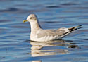 Larus canus